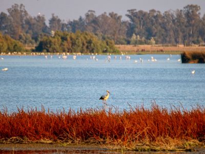 Parque Nacional de Doñana